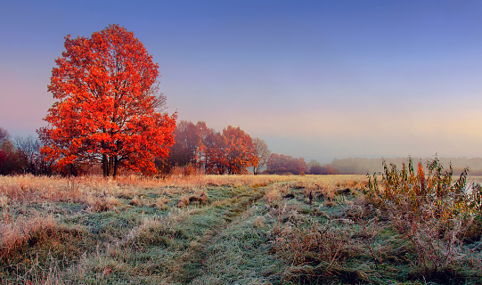Autumn nature landscape. Colorful red foliage on branches of tree at meadow with hoarfrost on grass in the morning. Panoramic view on scenic nature at fall. Perfect morning at outdoor in november.