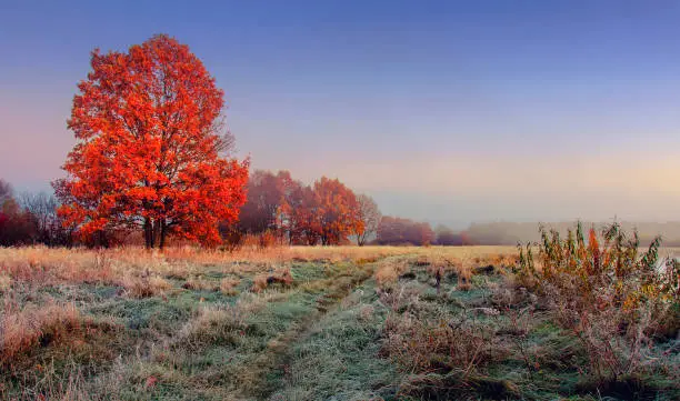 Photo of Autumn nature landscape. Colorful red foliage on branches of tree at meadow with hoarfrost on grass in the morning. Panoramic view on scenic nature at fall. Perfect morning at outdoor in november