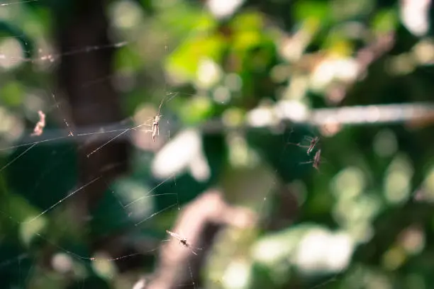 Photo of Spiderweb with mosquitoes