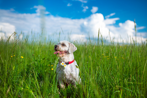 Happy Dog on a Meadow.