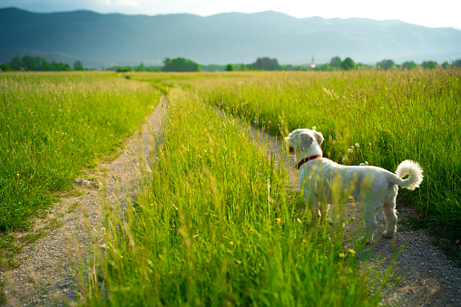 Domestic Dog Exploring Countryside.