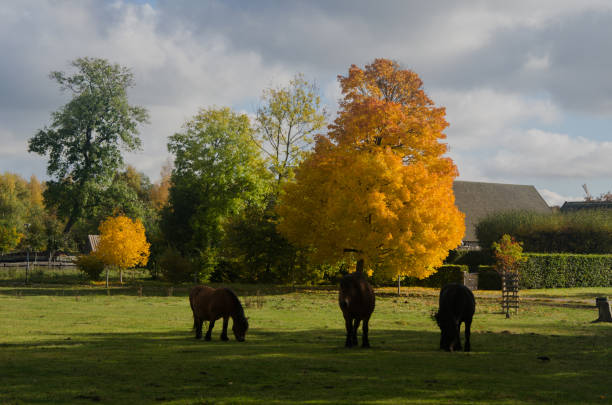 istock Nature in it's Autumn Colors 1002114082