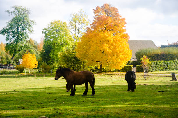 istock Nature in it's Autumn Colors 1002114094
