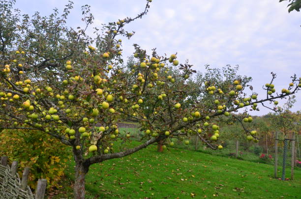 istock Nature in it's Autumn Colors 1002114298