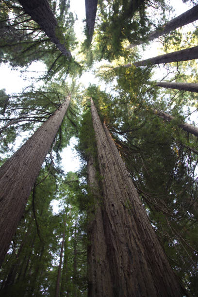 istock Gazing upward in Humboldt Redwoods State Park 1002118440
