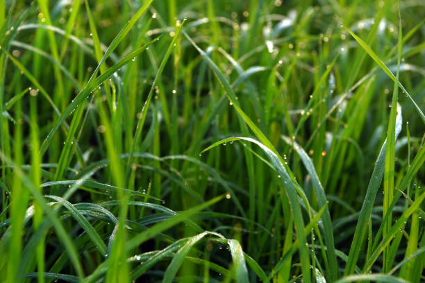istock Green field of rice in India 1002118464