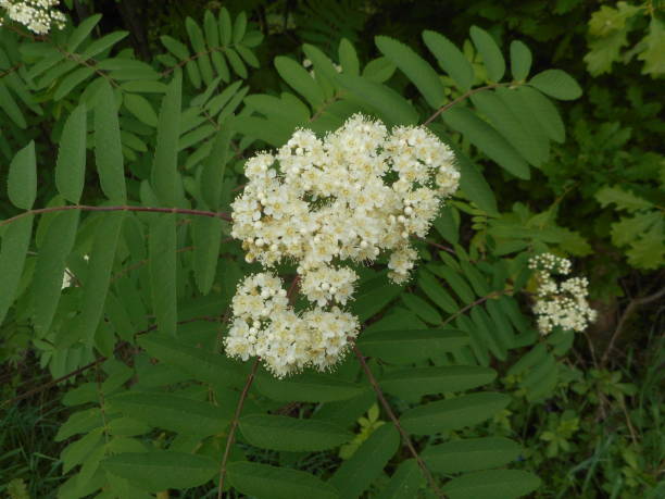 istock white blossom of an elder flower bush 1002122294