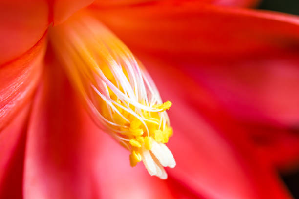 Seeds inside a cactus blossom in closeup