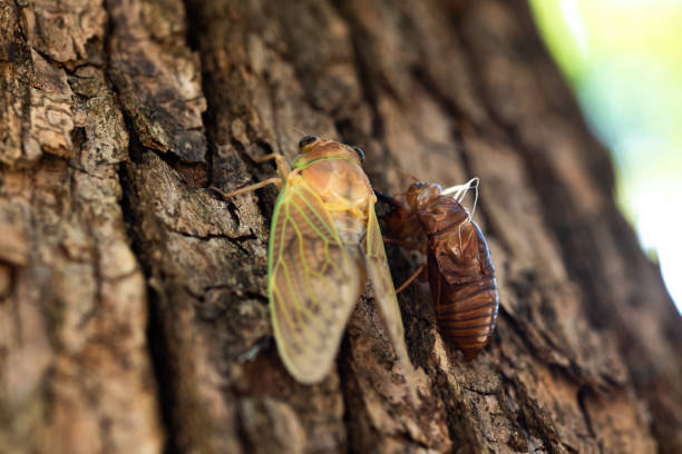 istock close-up of emerging cicada 1002123518