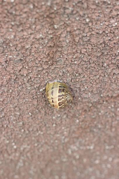 istock Little snail house 1002126474