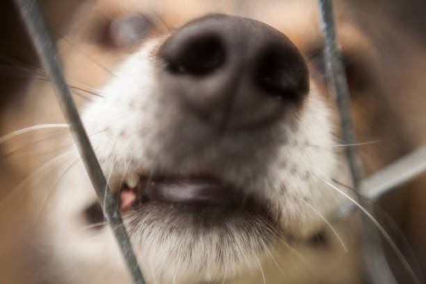 istock abstract blur of dog 1002126668