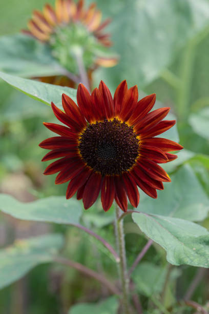 istock close-up of red sunflower 1002131874