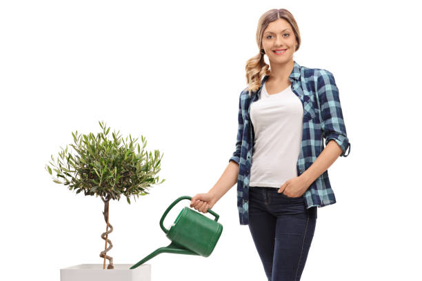 istock Woman watering an olive tree 1002132518