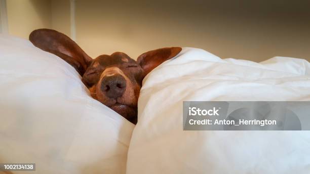 Dachshund Snuggled Up And Asleep In Human Bed Stock Photo - Download Image Now - Dog, Sleeping, Bed - Furniture