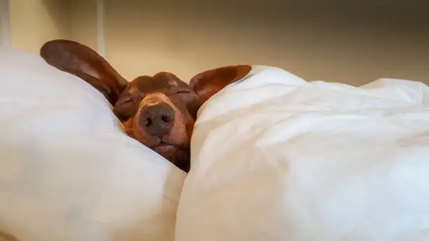 Photo of Dachshund snuggled up and asleep in human bed.