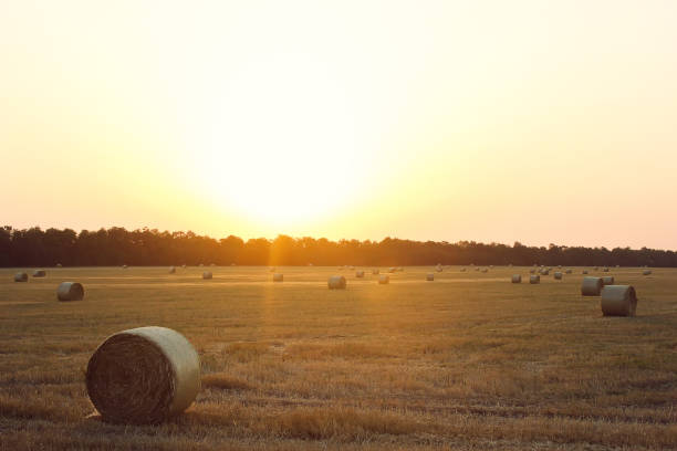 hay bale. agriculture field with sky. rural nature in the farm land. straw on the meadow. wheat yellow golden harvest in summer. countryside natural landscape. grain crop, harvesting. - wheat sunset bale autumn imagens e fotografias de stock