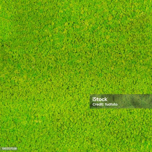 Moss Pattern Pat Seamless Repeatable Green Moss Pattern Background Stock Photo ...