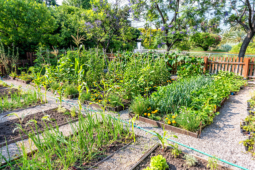Horizontal color image of organic vegetable garden.