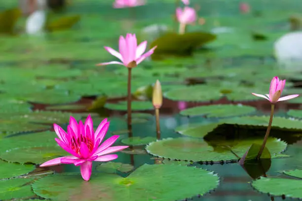 The lotus is a type of water that is above the water, which is rooted in underwater soil. Leaves and flowers rise above the water. The lotus has long been associated with humans