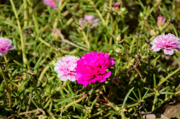 istock Portulaca grandiflora flower 1002143584