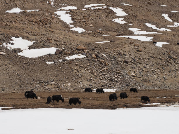 istock Yak on the field in Leh, India 1002148104