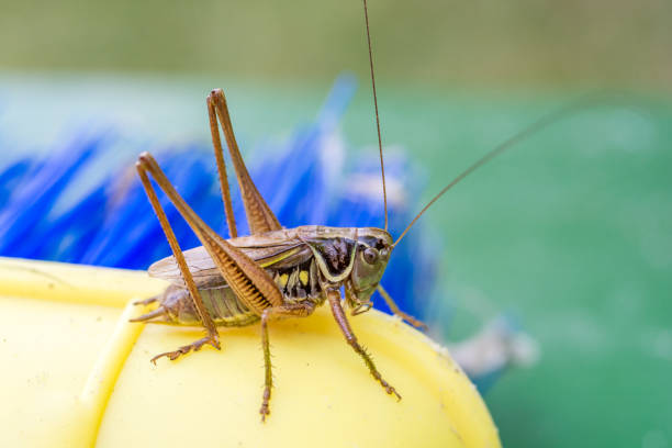 istock Grasshopper sits on toy hand brush 1002152904