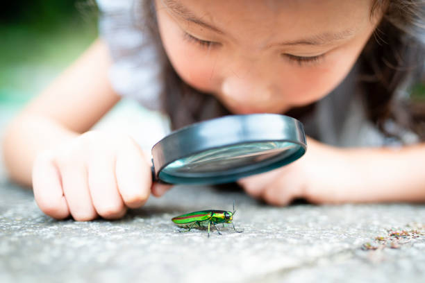 女の子は虫眼鏡で玉虫を見る - curiosity ストックフォトと画像