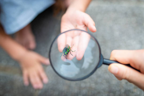 istock See the jewel beetle in the magnifying glass 1002154402