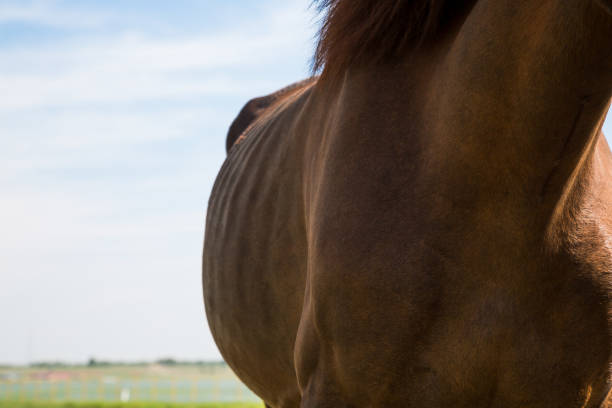 istock Brown horse neck, body part. 1002157612