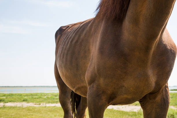 Brown horse standing in a field, blue sky.
