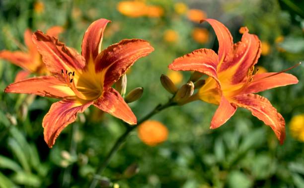 istock orange tiger Lily flower 1002167872