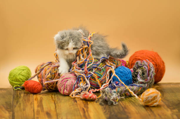 кошка играет с шариками из шерсти - yarn ball стоковые фото и изображения
