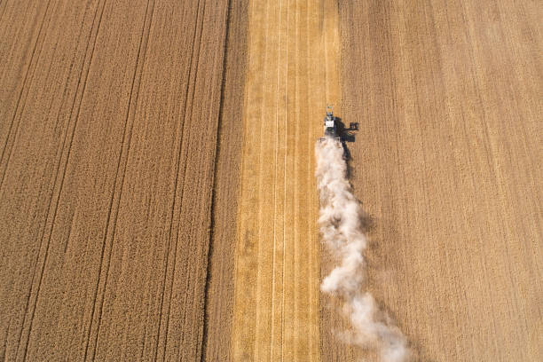 Harvesting a wheat field, dust clouds - aerial view
