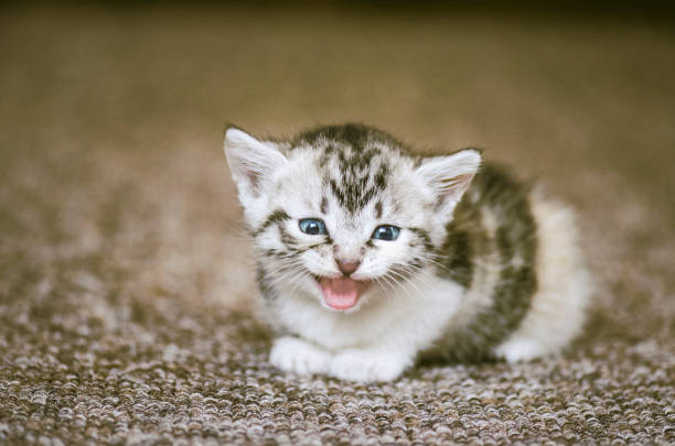 istock Little kitten meowing on the carpet 1002169726