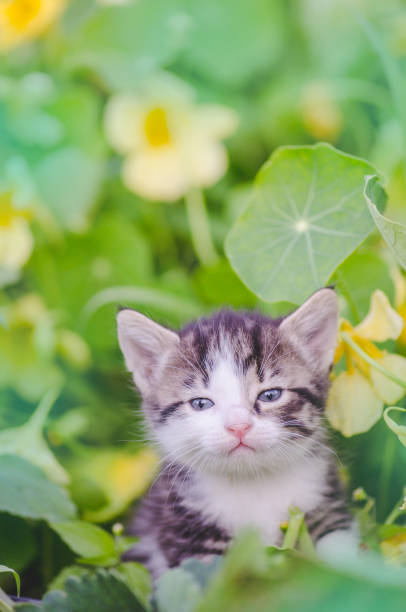istock Cute kitty playing in the garden 1002175162
