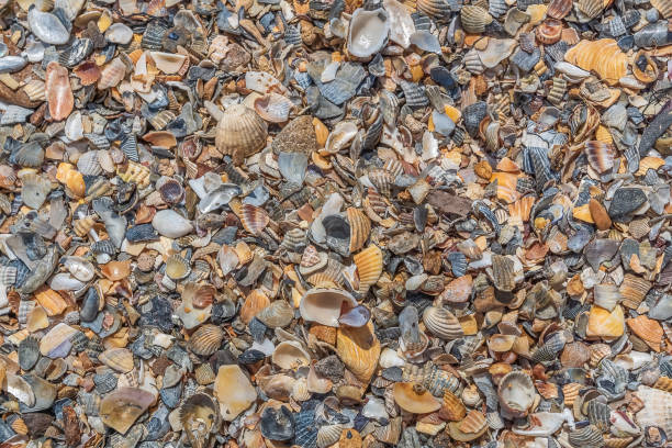 istock Texture of sea pebble stown background. 1002175218
