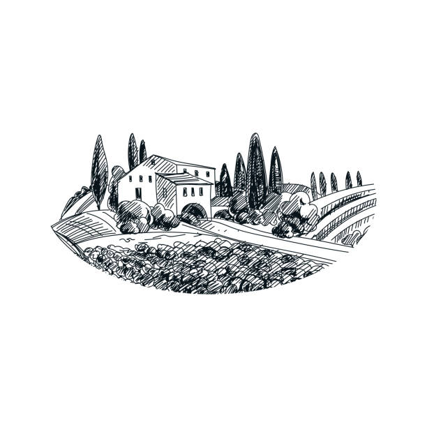 ilustraciones, imágenes clip art, dibujos animados e iconos de stock de vector mano dibujada viña ilustración - tuscany