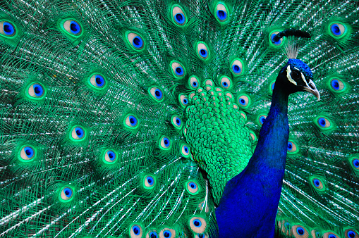 Close up shot of a Peacock displaying it's feathers. Cataract Gorge, Tasmania