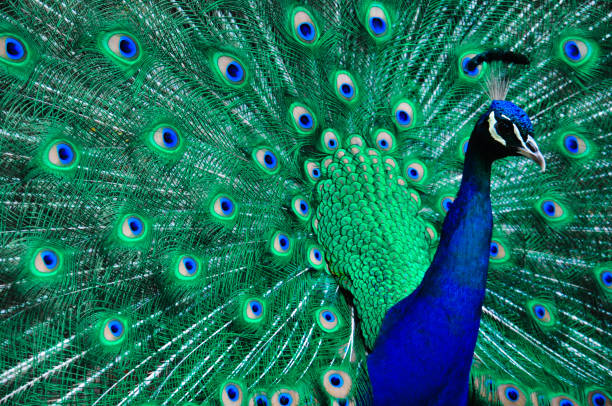 павлин - close up peacock animal head bird стоковые фото и изображения
