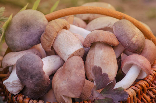 istock Wild mushrooms in wickered basket. Forest picking mushrooms 1002176458