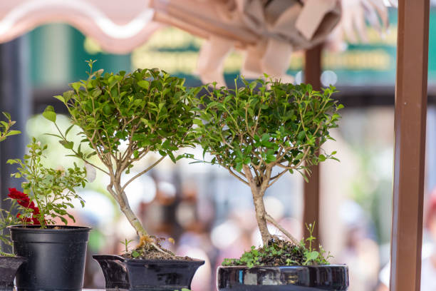 istock Couple of bonsai trees 1002186842