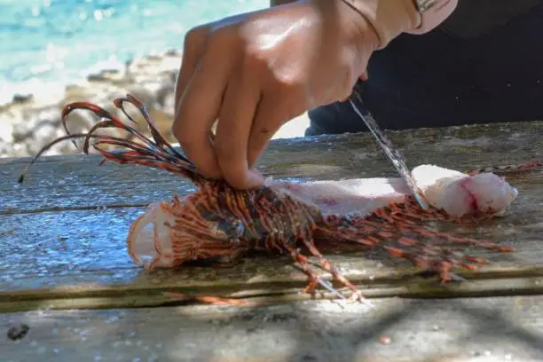 Invasive lionfish from the Caribbean Sea after a successful spear fishing dive.