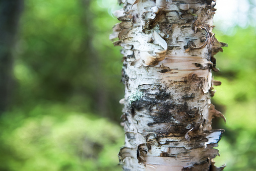 Birch Tree, Nature, Minnesota, Plant Bark, Forest