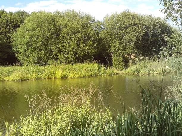 istock Whittleford Park, Nuneaton, England, In Summer, 2018. 1002196598