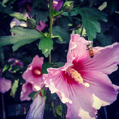 A bee pollinates a pink hibiscus in Southern Italy