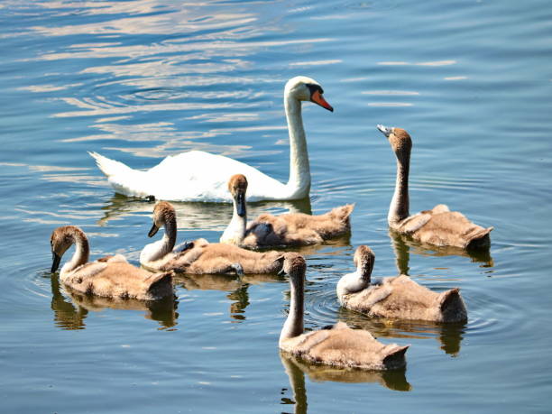 istock Small swans swimming on the blue lake water 1002200514