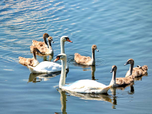 istock Parents swans with their descendants 1002200732