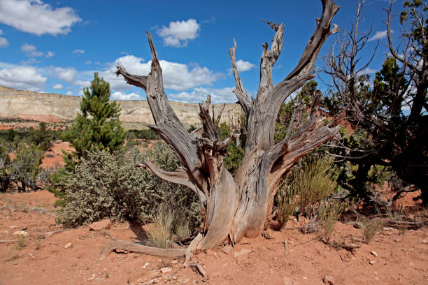 istock Kodachrome Basin State Park, Utah, USA 1002200940