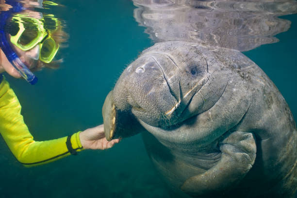 un buceador mujer saluda a un manatí juvenil. - manatee fotografías e imágenes de stock