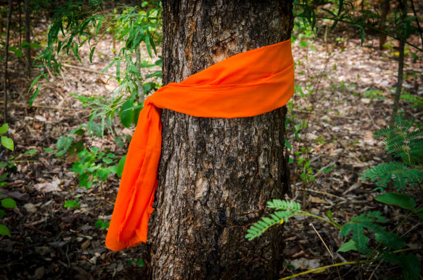 istock Close-Up Of Orange Tree Trunk In Forest 1002206738